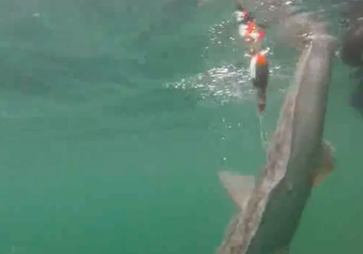 Release of halibut with accelerometer tag, Port Frederick, AK courtesy of Page Drobny