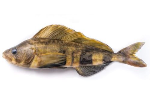 Atka mackerel (Pleurogrammus monopteryguis)