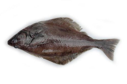 Arrowtooth flounder (Atheresthes stomias)