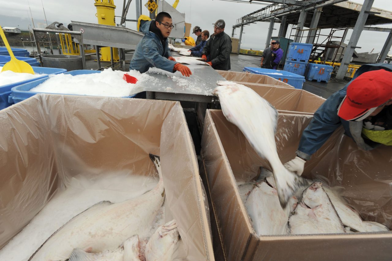 Bering Sea Fishermen Press North Pacific Council on Halibut Bycatch