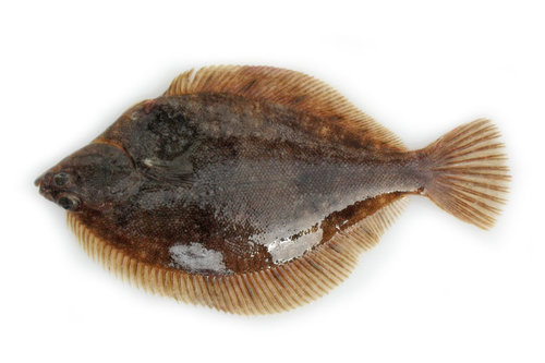 Rock sole (Lepidopsetta polyxystra)