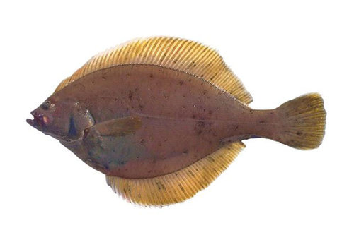 Yellowfin sole (Limanda aspera)