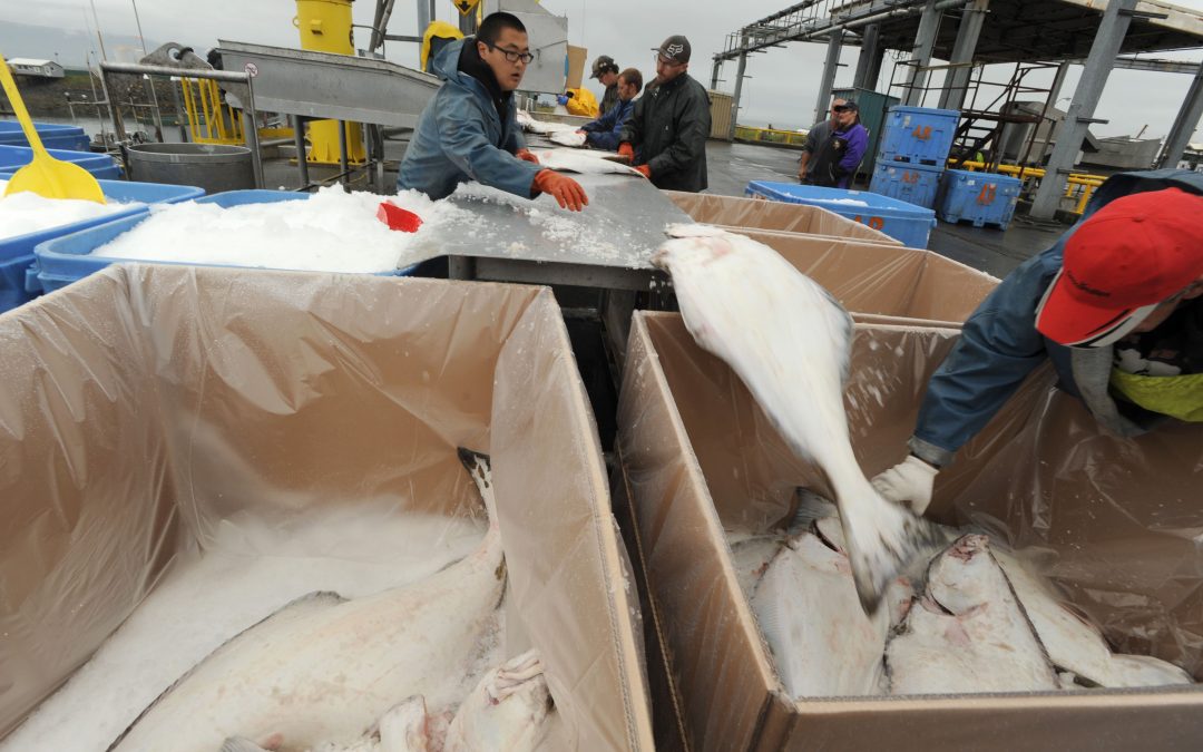 Bering Sea Fishermen Press North Pacific Council on Halibut Bycatch