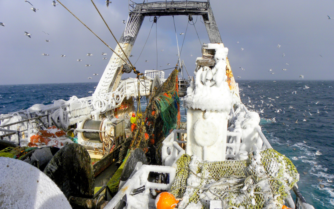 Fishery Council Approves New Restrictions on Bering Sea Trawl Fleet’s Incidental Take of Halibut 